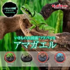 いきもの大図鑑アドバンス アマガエル３種セットのサムネイル