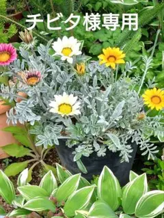 チビタ様 リクエスト 3点 まとめ商品
