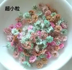 No,444☘️小さなかすみ草のドライフラワー