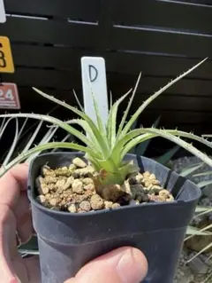 プヤ　セルーレア　抜き苗発送です。 プヤ セルーレア D Puya coerulea var. coerulea - メルカリ