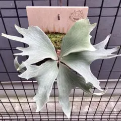 2026年最新】ginka ビカクシダの人気アイテム - メルカリ