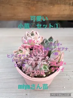 2025年最新】Miyaさん苗の人気アイテム - メルカリ