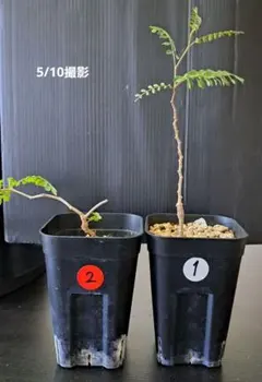 オペルクリカリア パキプス 根挿し株 ポットごと発送 - メルカリ