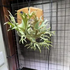 ビカクシダ　Paul Wespa ポールウェスパ　親株サイズ　メルカリ便発送 ビカクシダ Paul Wespa ポールウェスパ 親株サイズ メルカリ便発送