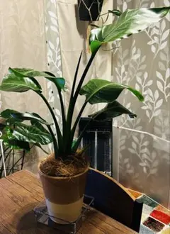 2026年最新】ストレリチアオーガスタの人気アイテム - メルカリ