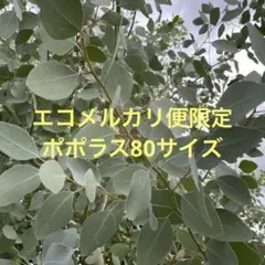 エコメルカリ便限定 ユーカリ ポポラス 80サイズ 満杯