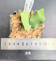 ブ*ン様 ビカクシダ ぴょん吉 子株 鉢は付きません - メルカリ