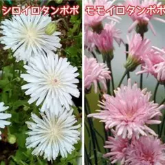 みぃ＊様 リクエスト 3点 まとめ商品