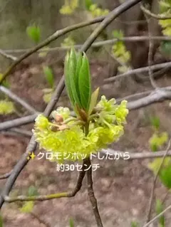 2026年最新】クロモジ 山採りの人気アイテム - メルカリ