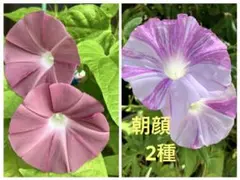 マルベリー様 リクエスト 2点 まとめ商品