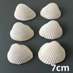 貝殻　6個セット　7cm 二枚貝　天然　穴なし