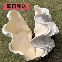亀*本様 美品 巨大 台湾産 アオイガイ タコブネ - メルカリ
