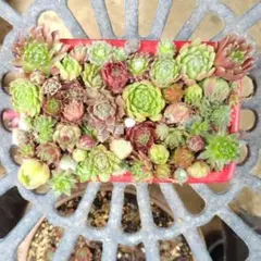 多肉植物 センペル センペルビウム おまとめセット１８８９ 花 苗 種のサムネイル