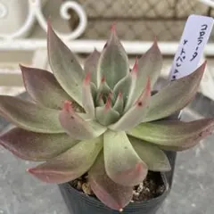 2025年最新】堀川コロラータの人気アイテム - メルカリ