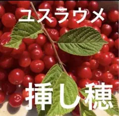 ★挿し穂★ ユスラウメ　挿し木穂　4本＋１本おまけのサムネイル