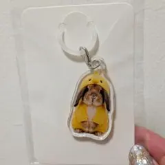 たれみみ稲荷チャーム