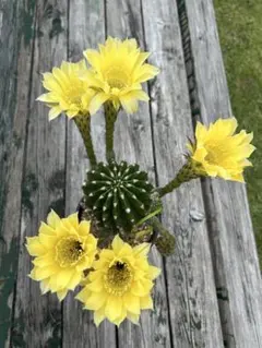 花サボテン　黄花短毛丸カキコのサムネイル