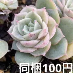 オウンスロー 小苗カットランダム１つ同梱100円単品購入不可m(._.)m多肉