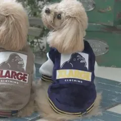 Item thumbnail for item 19d4b1af-e5b3-45cc-8f08-6075c0d1774a