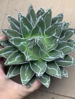 特価 【アガベ 姫笹の雪 完成株 良ペンキ達磨】 打ち身有り アガベ 笹の