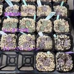 多肉植物 選べる詰め合わせセット エケベリア 抜き苗 カット苗