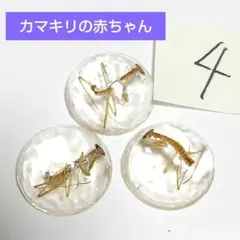 2025年最新】カマキリ標本の人気アイテム - メルカリ