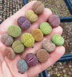 専用❤️メルカリ便付き12点同梱-550円多肉植物　リトープス　白珊瑚 鉢のまま 多肉植物 リトープス 白珊瑚玉 鉢のまま - メルカリ