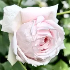 2026年最新】廃盤 バラ苗の人気アイテム - メルカリ