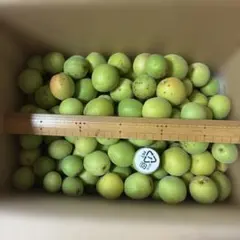 니가타현산 오메 7.0Kg