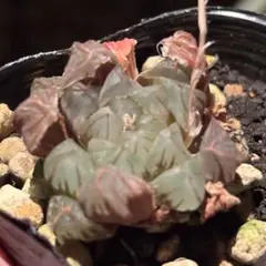 ダ*パ様 ハオルチア オブツーサ錦　水中月錦　多肉植物