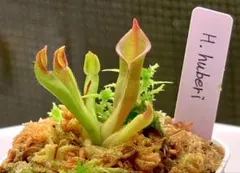 セファロタス Big Boy(ビッグボーイ)A 食虫植物 【匿名配送】 - メルカリ