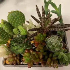 p.chan.yukki様 リクエスト 2点 まとめ商品