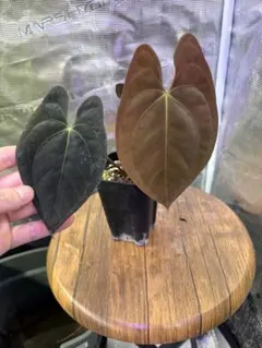 Aloe somaliensis 'variegated' ソマリエンシス斑入り - メルカリ