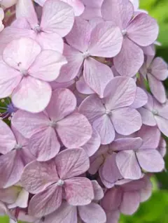 2026年最新】紫陽花挿し木の人気アイテム - メルカリ
