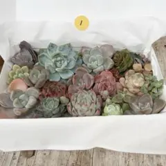 1. 【現品発送】色味厳選！　韓国苗入り多肉カット苗BOX