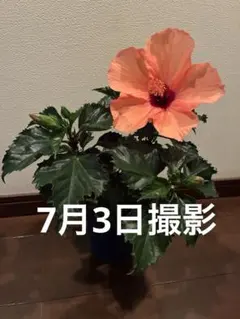 ハイビスカス苗 デニムブルー ゴールデンタイム - メルカリ