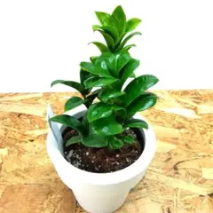 ひじき様 リクエスト 2点 まとめ商品