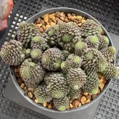 ミュウ様 リクエスト 3点 まとめ商品