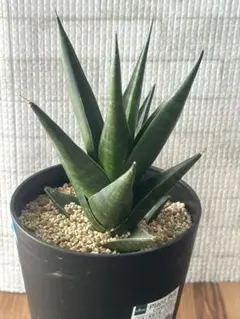 2026年最新】サンスベリアの人気アイテム - メルカリ