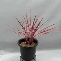 2026年最新】コルジリネの人気アイテム - メルカリ