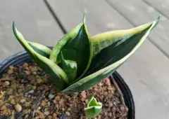 2026年最新】観葉植物 サンスベリアの人気アイテム - メルカリ