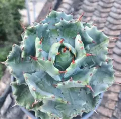 2025年最新】甲蟹の人気アイテム - メルカリ