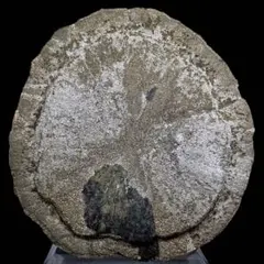 はにわ様専用☆ようばけ化石☆古秩父湾【1550万年前のホタテ0.8kg