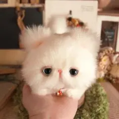 生後12日♡甘えん坊マンチカン子猫ちゃん♡ママ〜ミルクちょうだい
