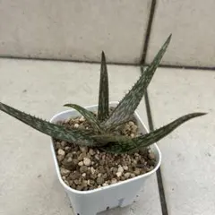 2025年最新】ソマリエンシスの人気アイテム - メルカリ