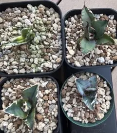 アガベ　まとめ売り 2025年最新】アガベまとめ売りの人気アイテム - メルカリ