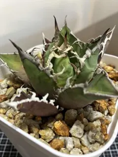 neru111様 リクエスト 3点 まとめ商品