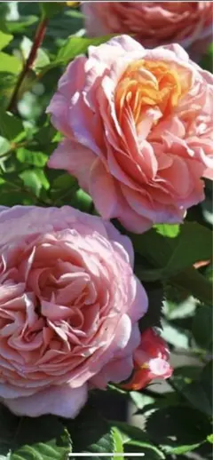 マロ理論様 リクエスト 2点 まとめ商品