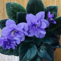 2025年最新】セントポーリアの人気アイテム - メルカリ