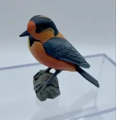 チョコQ 日本の動物第11弾 オーストンヤマガラ【海洋堂】ブック無